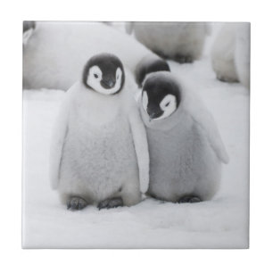 Kaiserpinguin-Küken auf Eis in der Antarktis Fliese