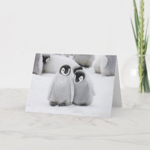 Kaiserpinguin-Küken auf Eis in der Antarktis Karte