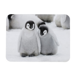 Kaiserpinguin-Küken auf Eis in der Antarktis Magnet