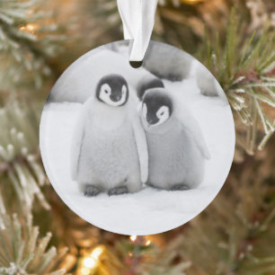 Kaiserpinguin-Küken auf Eis in der Antarktis Ornament
