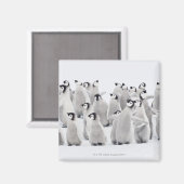 Kaiserpinguin Magnet (Vorderseite/Rückseite)