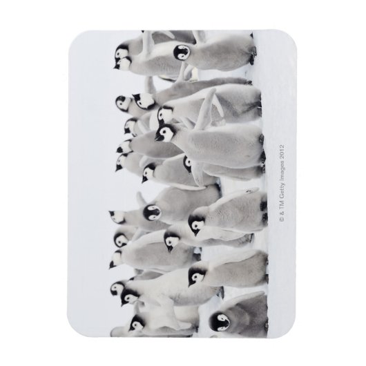 Kaiserpinguin Magnet (Vertikal)