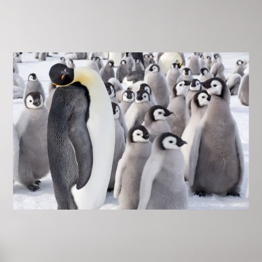 Kaiserpinguin mit Poster für Küken (Vorne)