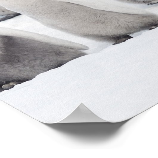 Kaiserpinguin Poster (Ecke)