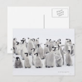 Kaiserpinguin Postkarte (Vorne/Hinten)