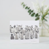 Kaiserpinguin Postkarte (Stehend Vorderseite)