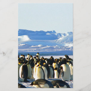 Kaiserpinguine