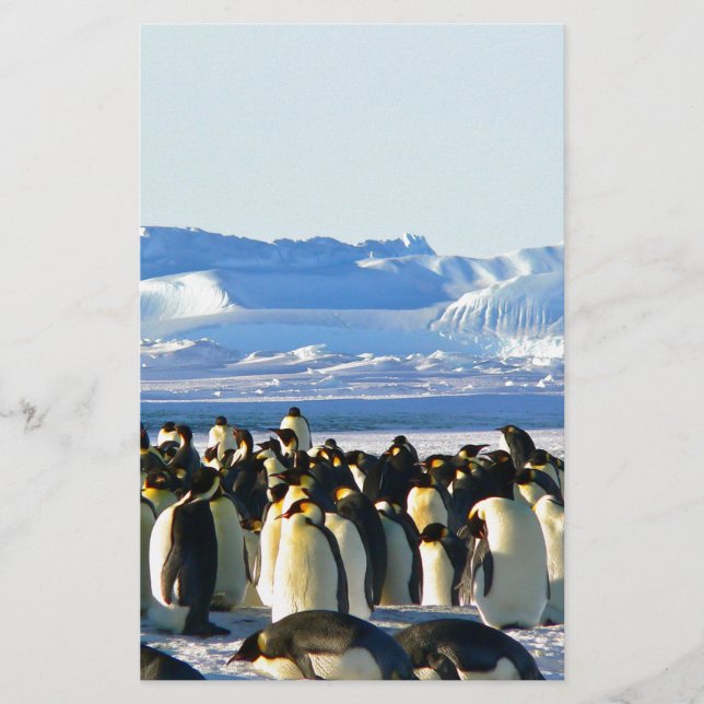 Kaiserpinguine (Vorderseite)