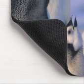 Kaiserpinguine (Aptenodytes forsteri) Erwachsene Mousepad (Ecke)