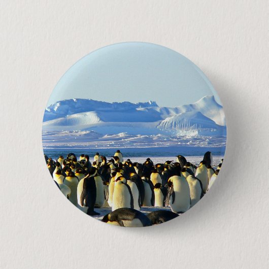 Kaiserpinguine Button (Vorderseite)