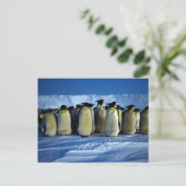 Kaiserpinguine durch Mondlicht Postkarte (Stehend Vorderseite)