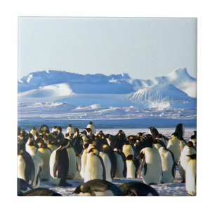 Kaiserpinguine Fliese