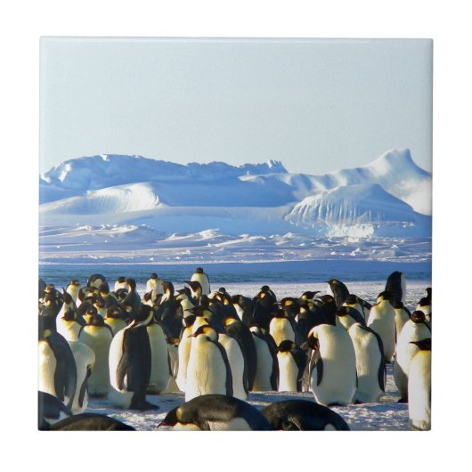 Kaiserpinguine Fliese (Vorderseite)