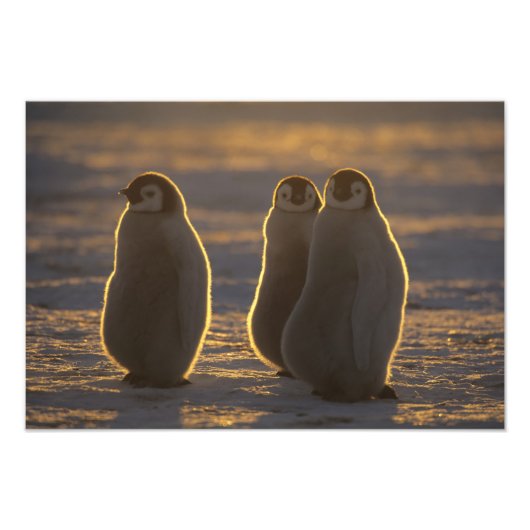 Kaiserpinguine Fotodruck (Vorne)