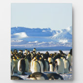 Kaiserpinguine Fotoplatte (Vorderseite)