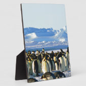 Kaiserpinguine Fotoplatte (Seite)