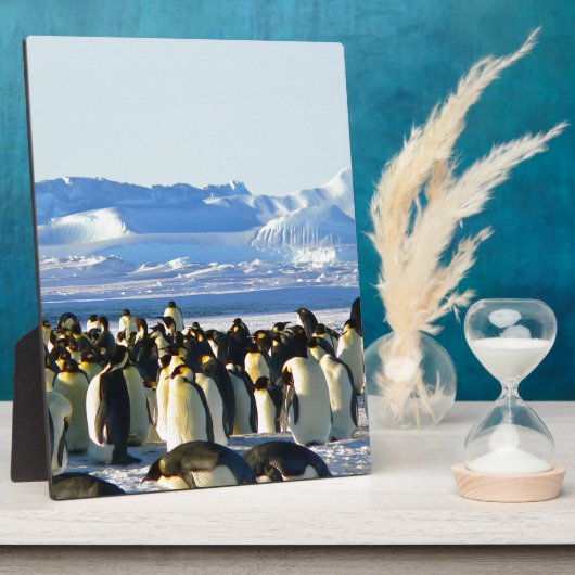 Kaiserpinguine Fotoplatte (Seite)