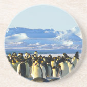 Kaiserpinguine Getränkeuntersetzer (Vorne)