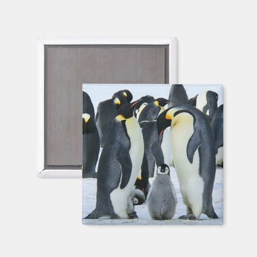 Kaiserpinguine Magnet (Vorderseite/Rückseite)