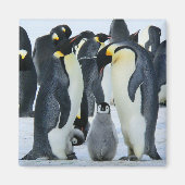 Kaiserpinguine Magnet (Vorne)
