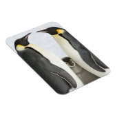Kaiserpinguine mit Kick - Magnet (Rechte Seite)
