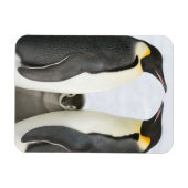 Kaiserpinguine mit Kick - Magnet (Horizontal)