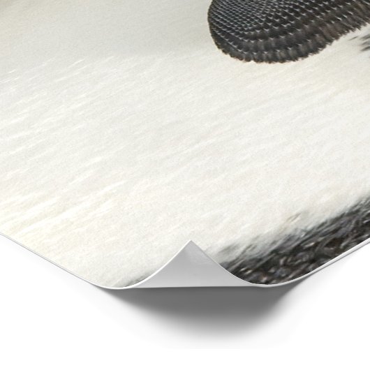 Kaiserpinguine mit Kick-Poster Poster (Ecke)