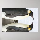 Kaiserpinguine mit Kick-Poster Poster (Vorne)