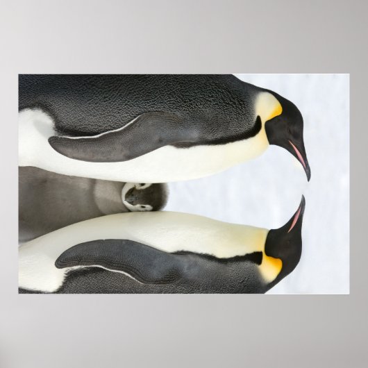Kaiserpinguine mit Kick-Poster Poster (Vorne)