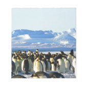 Kaiserpinguine Notizblock (Vorderseite)