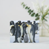Kaiserpinguine Postkarte (Stehend Vorderseite)