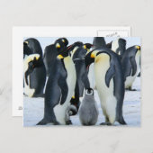 Kaiserpinguine Postkarte (Vorne/Hinten)