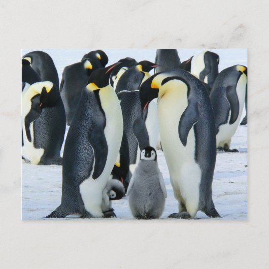 Kaiserpinguine Postkarte (Vorderseite)