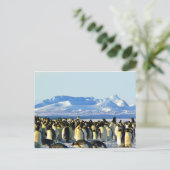 Kaiserpinguine Postkarte (Stehend Vorderseite)