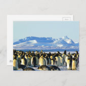 Kaiserpinguine Postkarte (Vorne/Hinten)