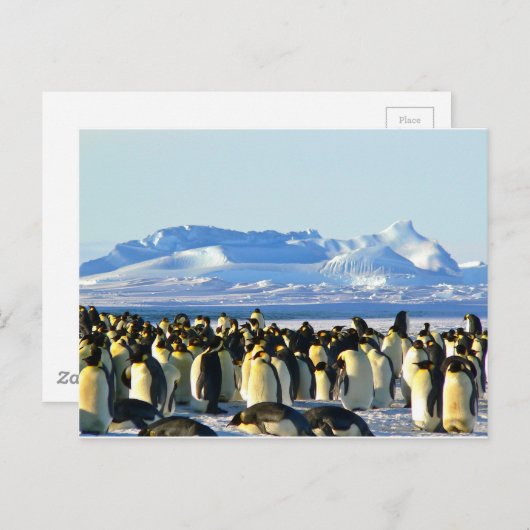 Kaiserpinguine Postkarte (Vorne/Hinten)