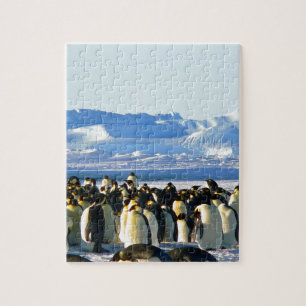 Kaiserpinguine Puzzle