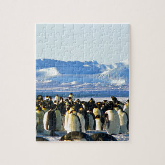 Kaiserpinguine Puzzle