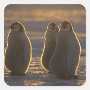 Kaiserpinguine Quadratischer Aufkleber