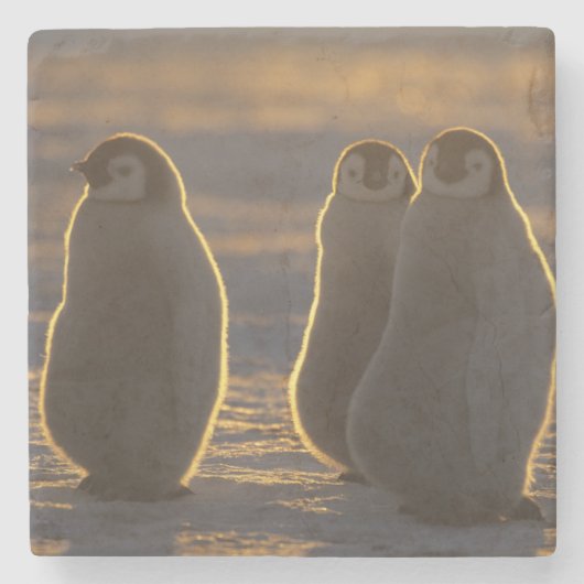 Kaiserpinguine Steinuntersetzer (Vorderseite)