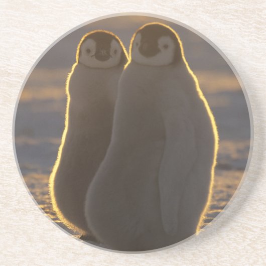 Kaiserpinguine Untersetzer (Vorne)