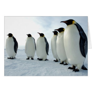 Kaiserpinguine zusammengesteckt