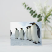 Kaiserpinguine zusammengesteckt postkarte (Stehend Vorderseite)