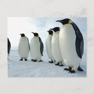 Kaiserpinguine zusammengesteckt postkarte