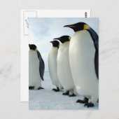 Kaiserpinguine zusammengesteckt postkarte (Vorne/Hinten)