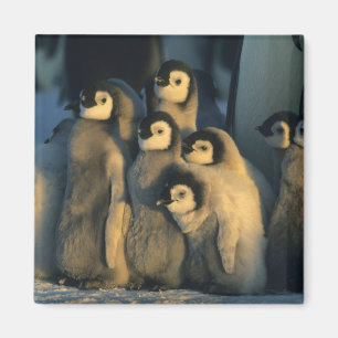 Kaiserpinguinküken in Kinderstube, Aptenodytes Magnet