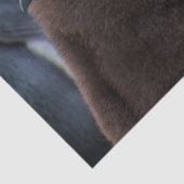 Kaiserpinguinpapier Seidenpapier (Detail)