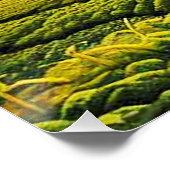 Kaiserschnitt auf pflanzlichen Feldern 9 Poster (Ecke)