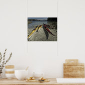 Kajaks auf Dicebox Island, Broken Island Group, Poster (Küche)