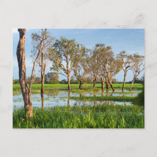 Kakadu billabong Northern Territory Australien Postkarte
